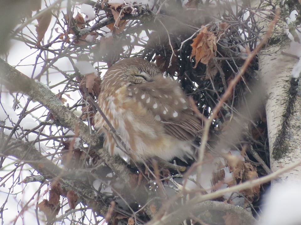 Northern Saw-whet Owl - Émile Boisseau-Bouvier