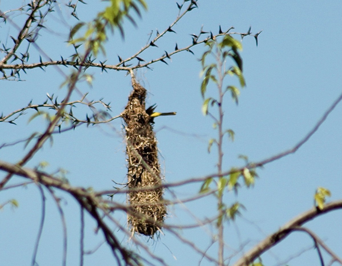 Yellow-winged Cacique - ML618444312