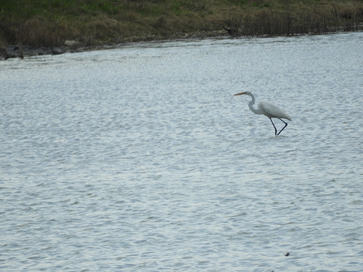 Great Egret - ML618444317