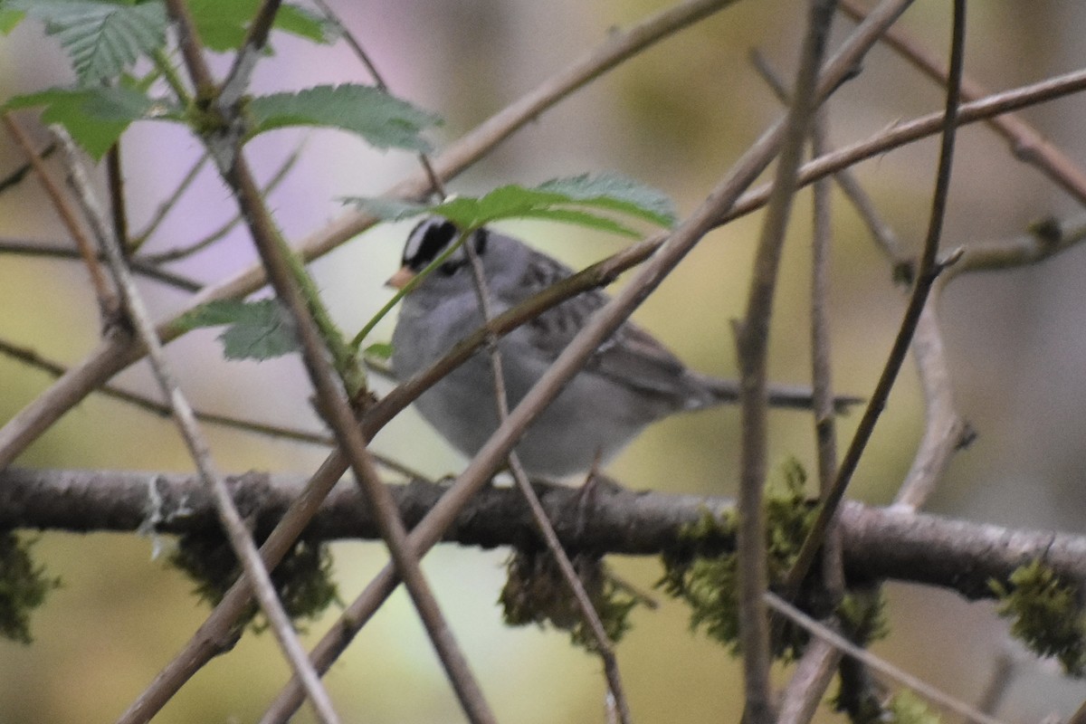 White-crowned Sparrow - Nathan O'Reilly