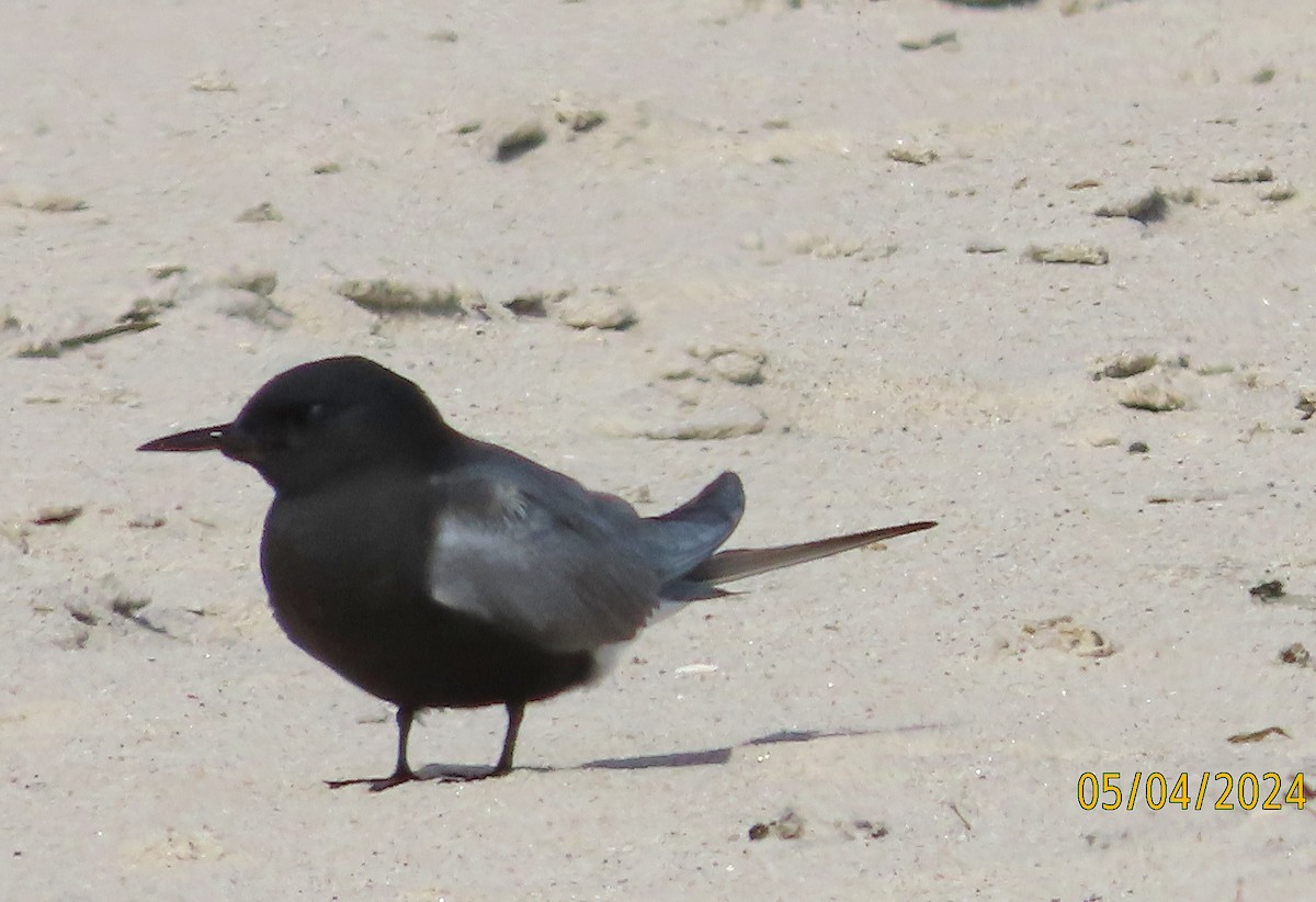 Black Tern - ML618444337