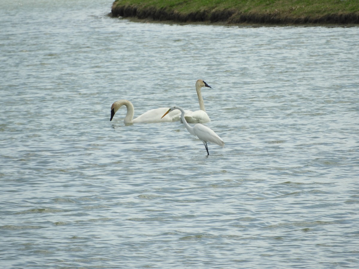 Great Egret - ML618444349