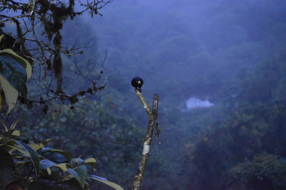 Cacique Lomiescarlata (uropygialis) - ML618444351