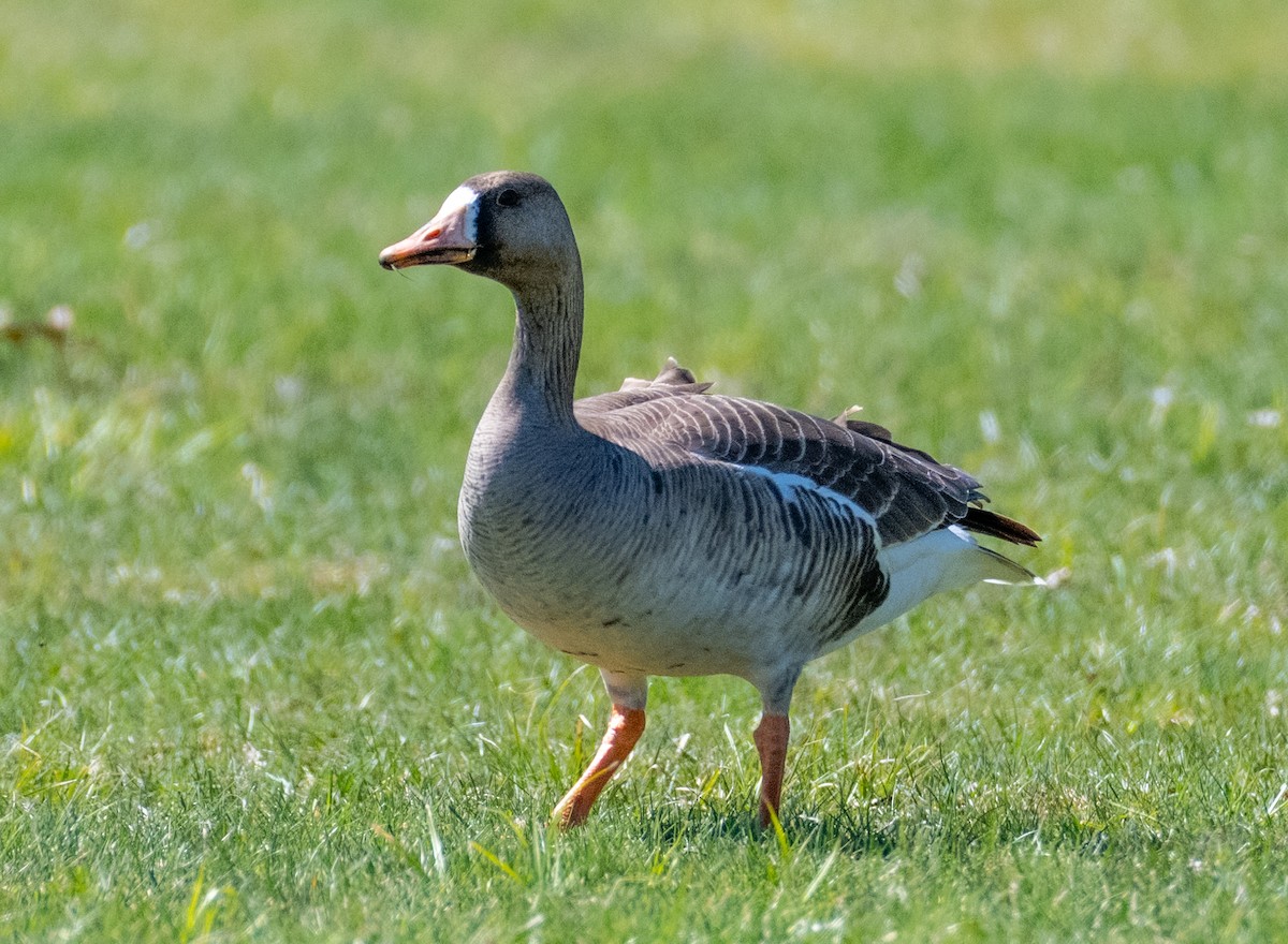 Greater White-fronted Goose - Ken Milender