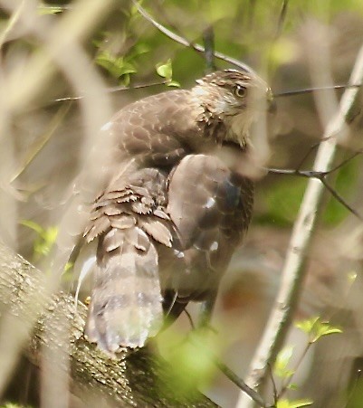 Sharp-shinned Hawk - ML618444360