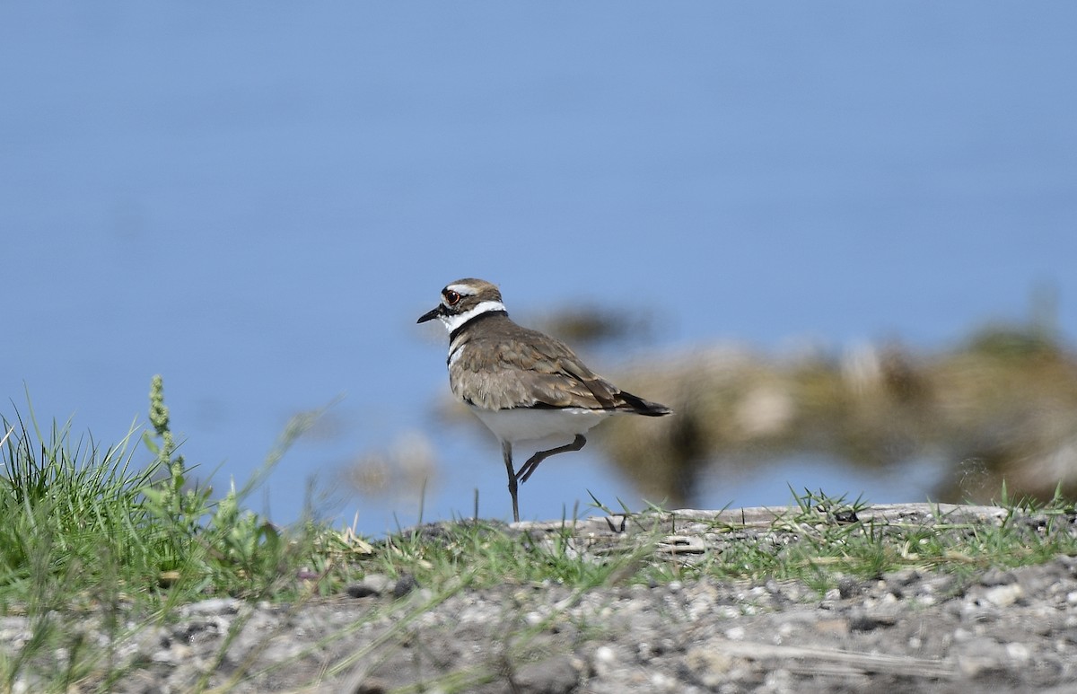 Killdeer - ML618444370