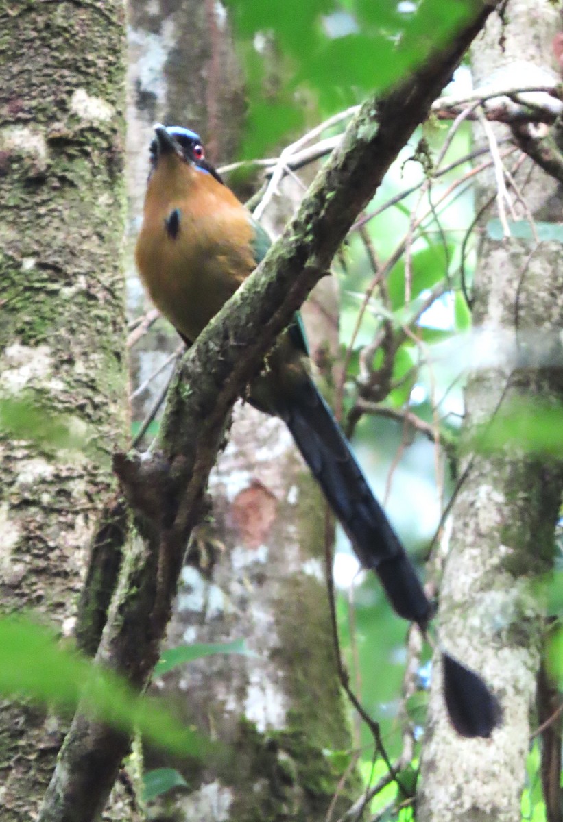 Amazonian Motmot - ML618444401