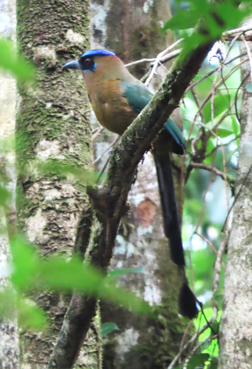 Amazonian Motmot - Rick Jacobsen