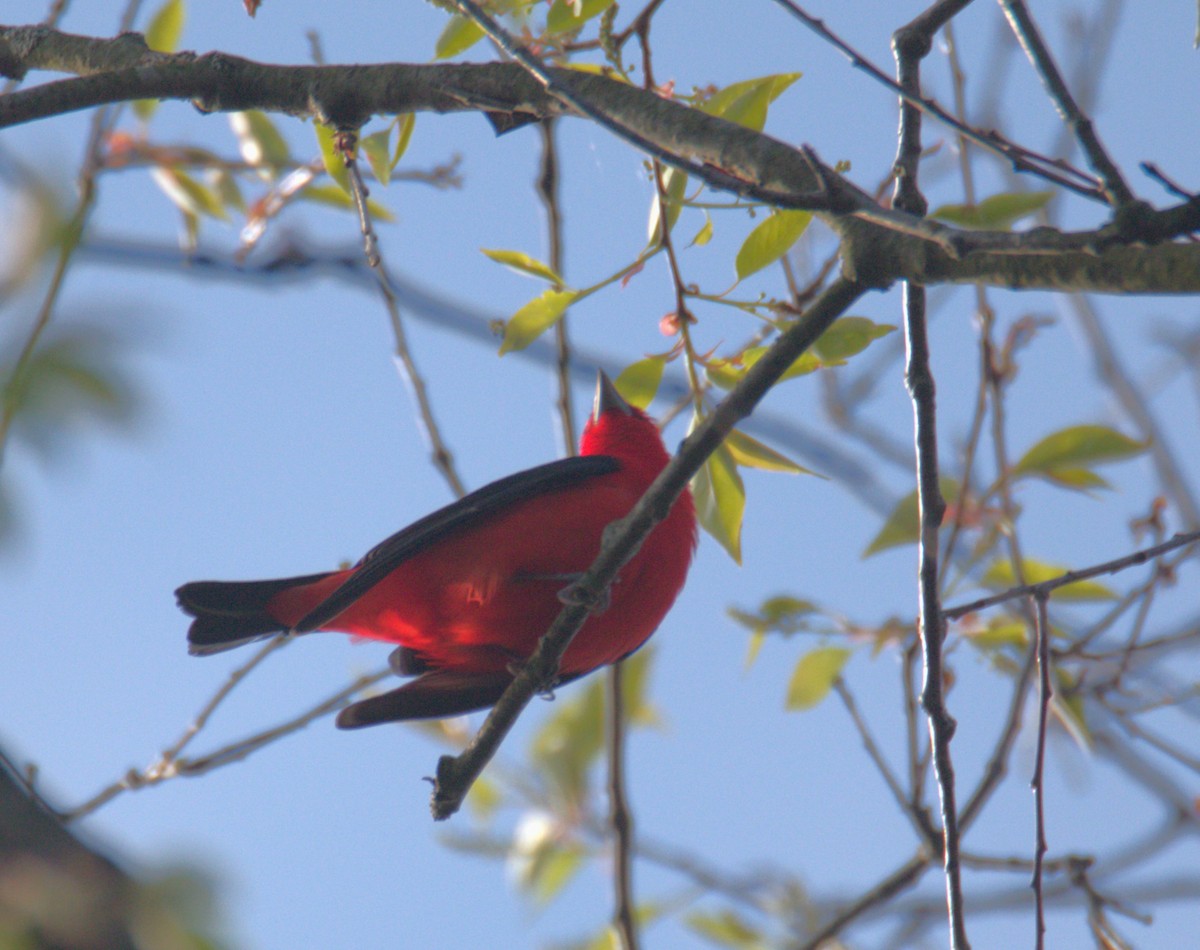 Scarlet Tanager - ML618444429