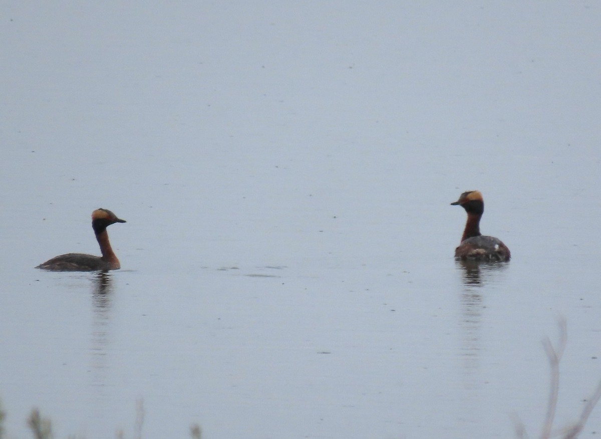 Horned Grebe - ML618444432