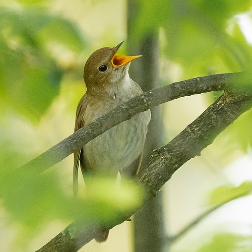 Thrush Nightingale - ML618444441