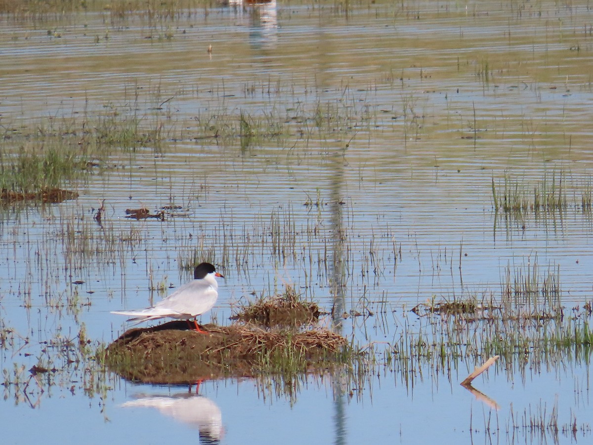 Forster's Tern - ML618444451