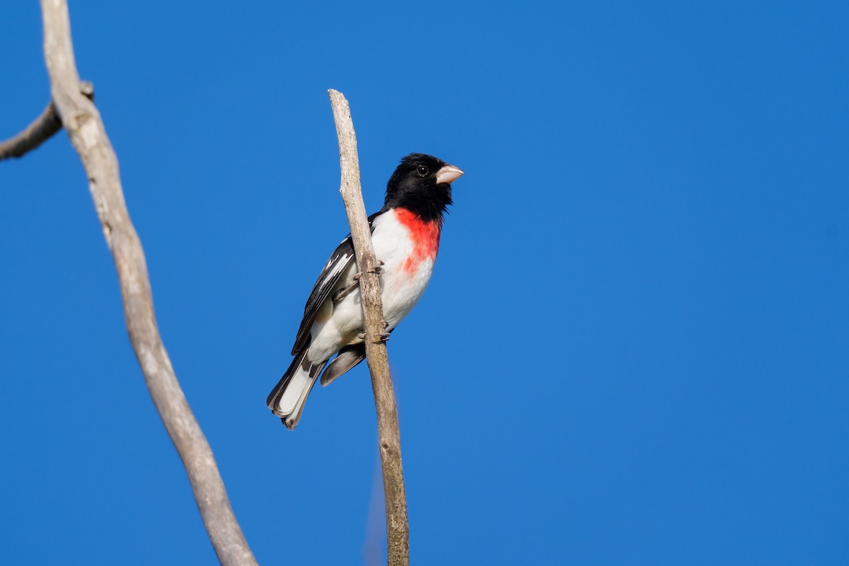 Rose-breasted Grosbeak - Jeff Hapeman