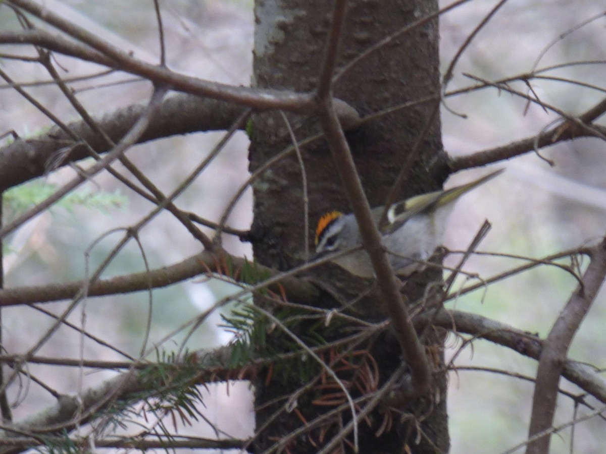 Golden-crowned Kinglet - ML618444459