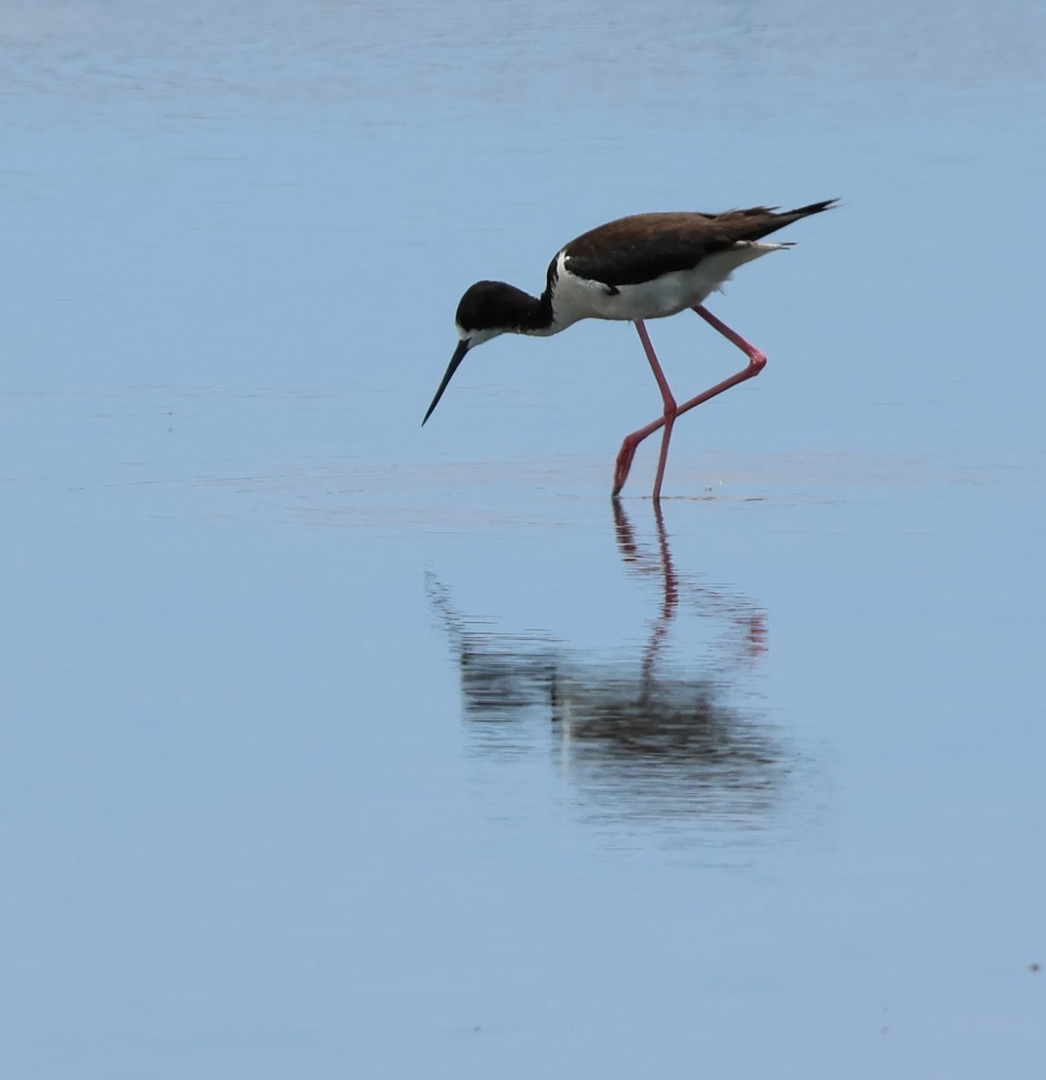 Black-necked Stilt - ML618444462