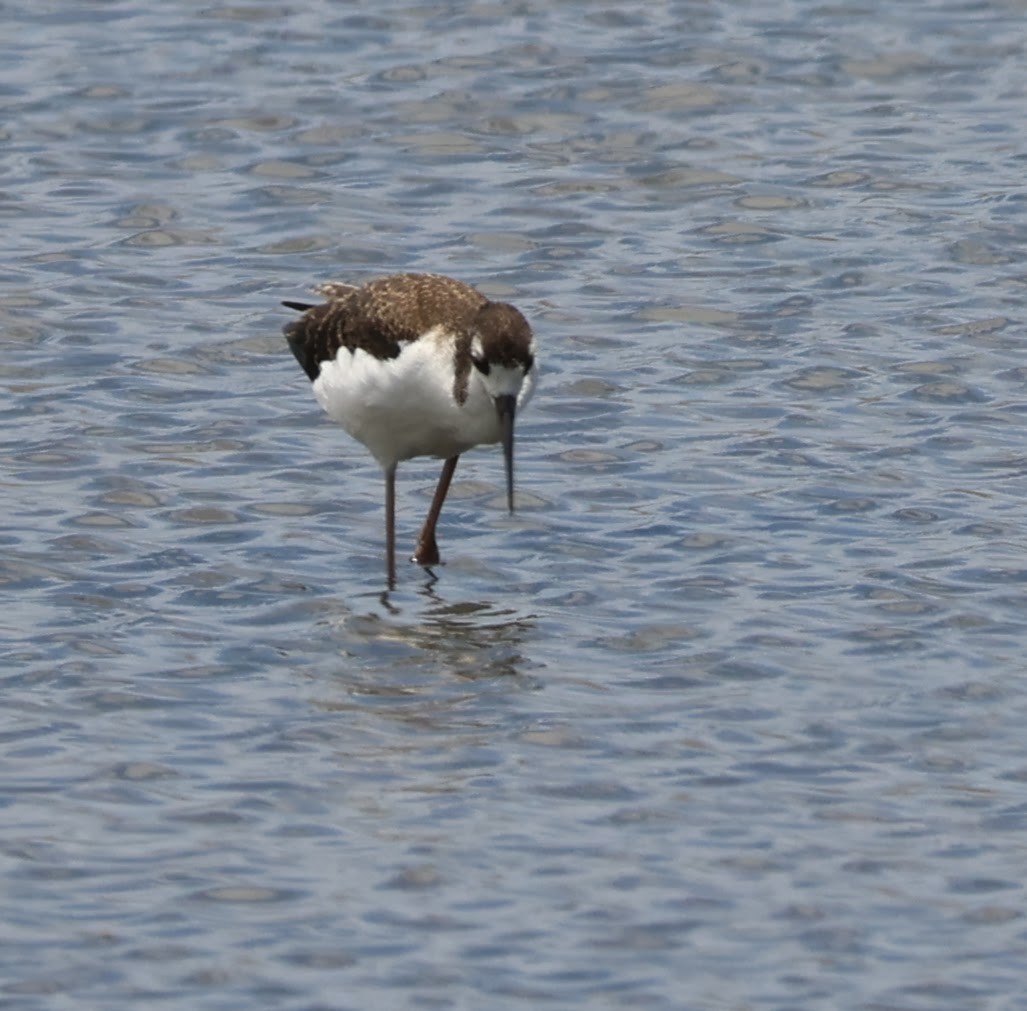 Black-necked Stilt - ML618444463