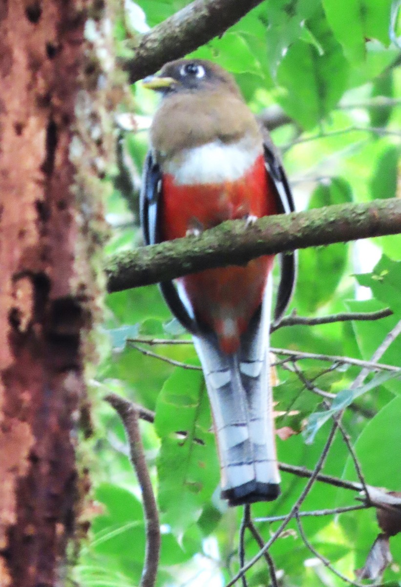 Collared Trogon - Rick Jacobsen