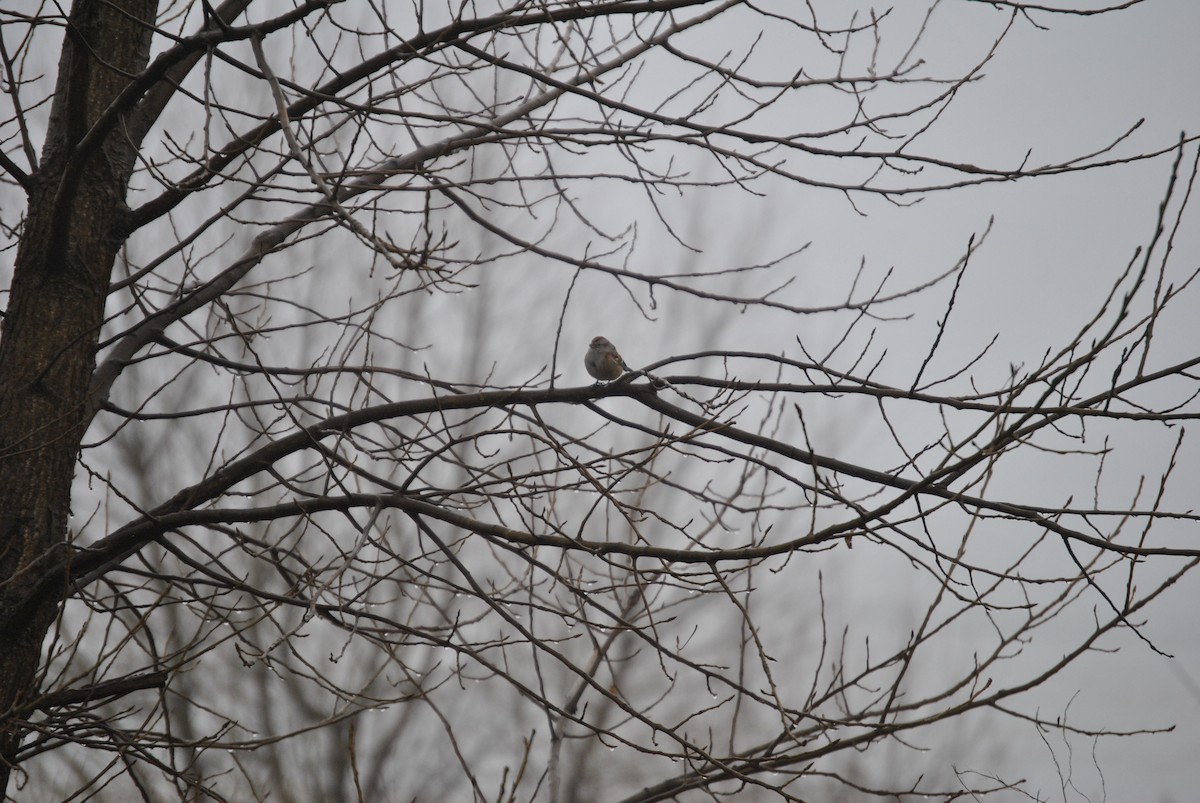 American Tree Sparrow - ML618444480