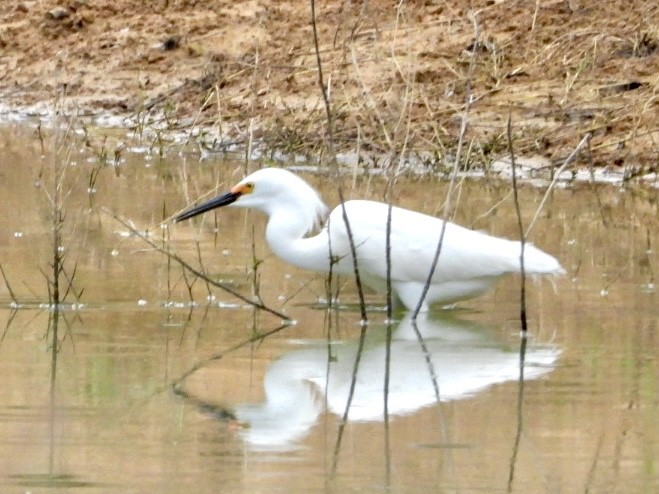 Snowy Egret - Karen Seward