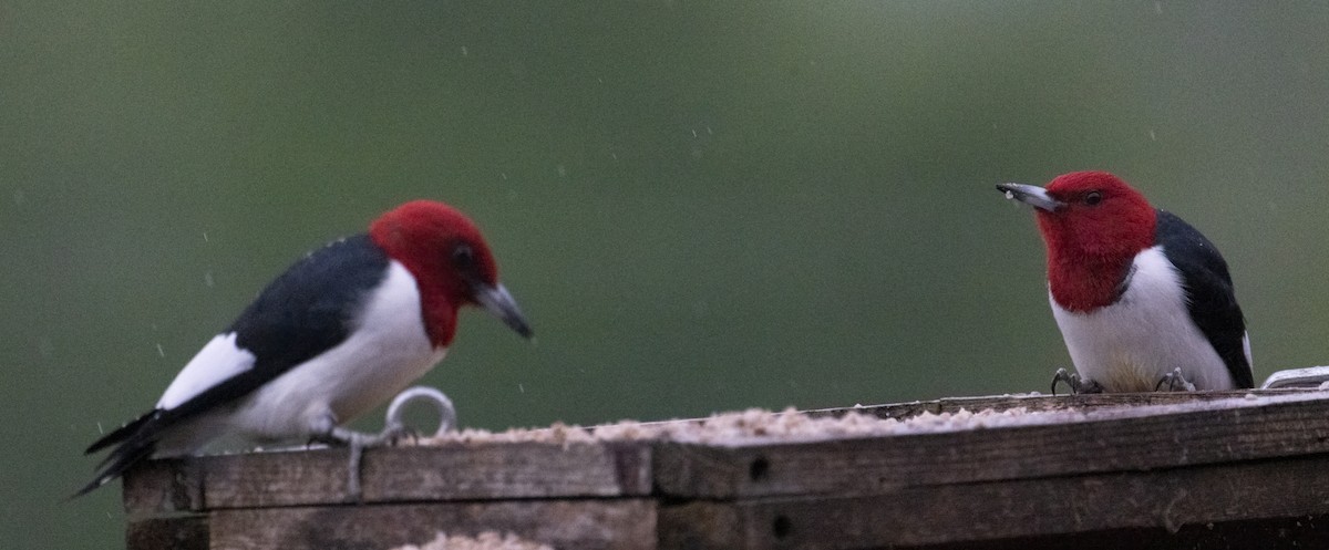 Red-headed Woodpecker - ML618444544