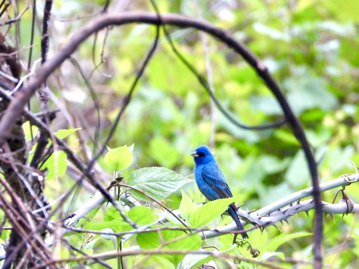 Indigo Bunting - ML618444554