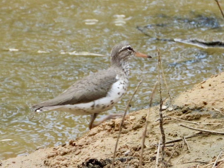 Spotted Sandpiper - ML618444597