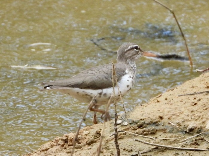 Spotted Sandpiper - ML618444598