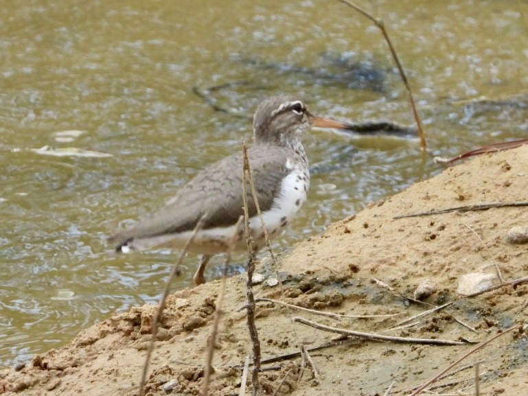 Spotted Sandpiper - ML618444600