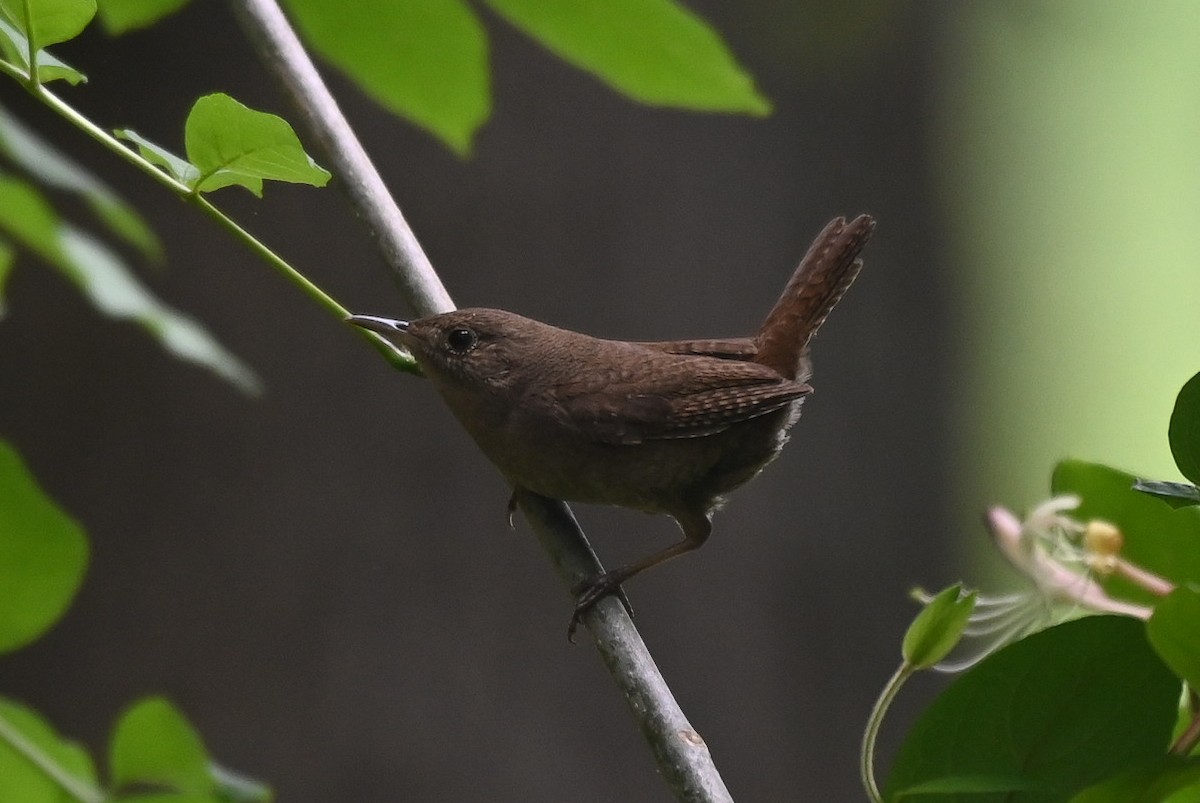 Chochín Criollo - ML618444615