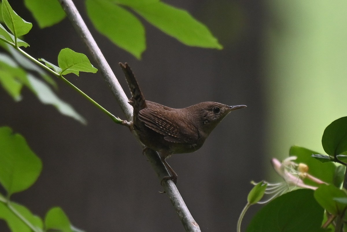 House Wren - Patty Masten