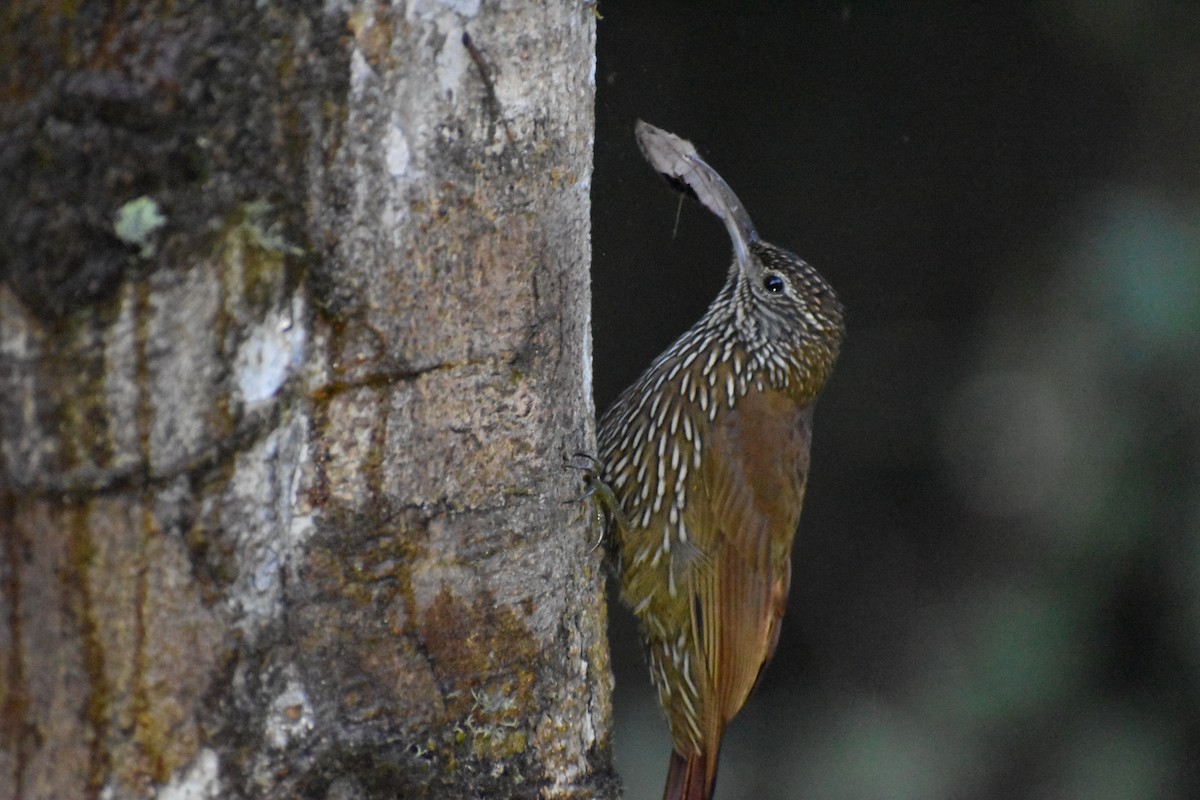 Montane Woodcreeper - Dennis Anderson