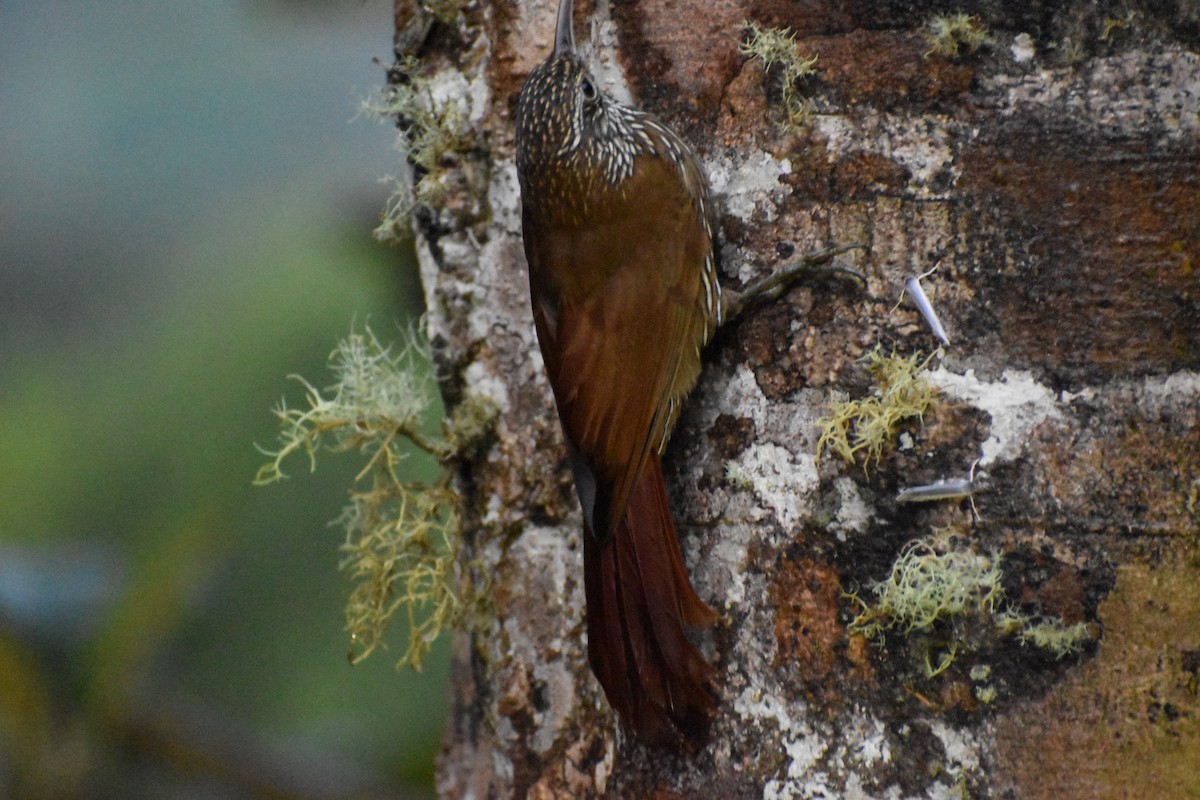 Montane Woodcreeper - ML618444623