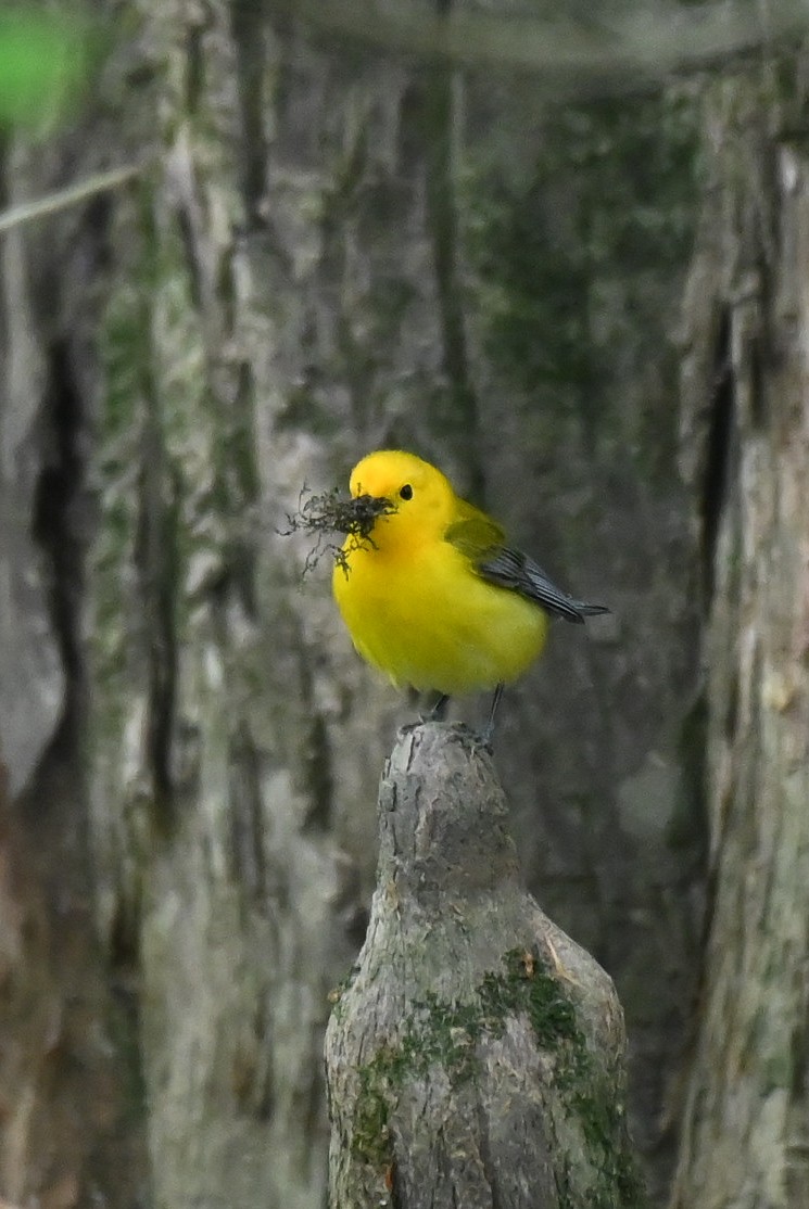 Prothonotary Warbler - Patty Masten