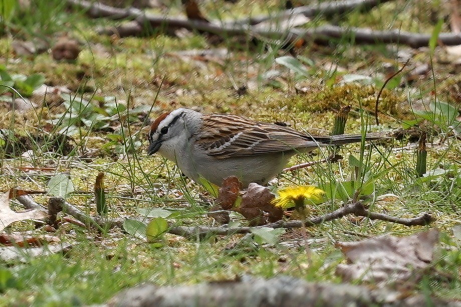 Chipping Sparrow - ML618444651