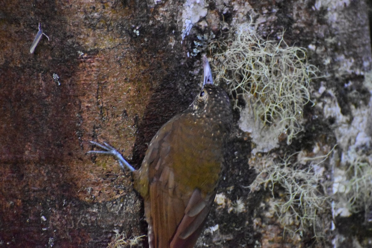 Olive-backed Woodcreeper - Dennis Anderson