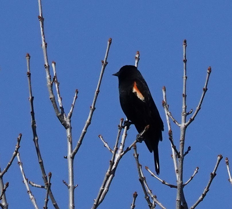 Red-winged Blackbird - ML618444663