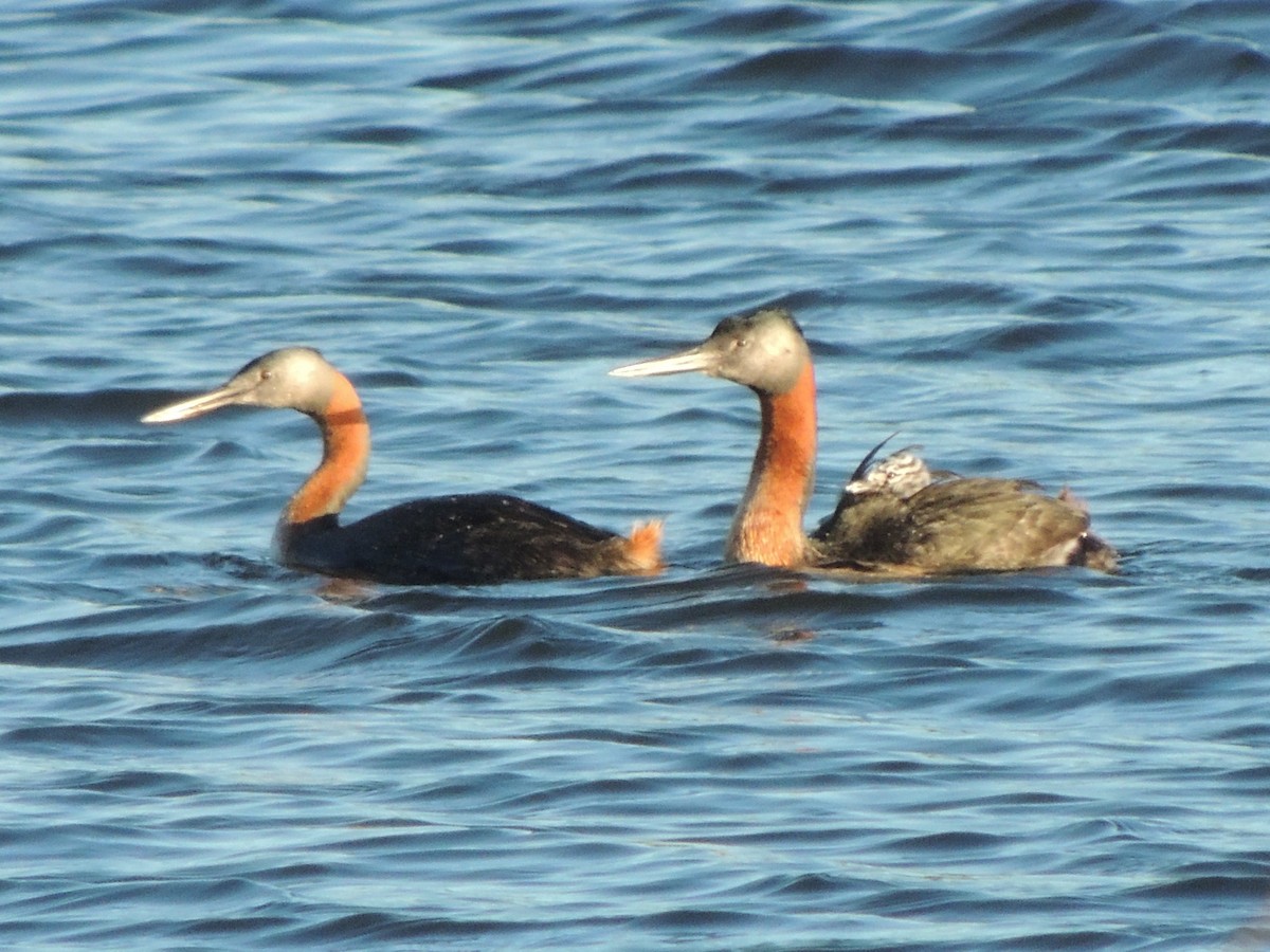 Great Grebe - ML618444671