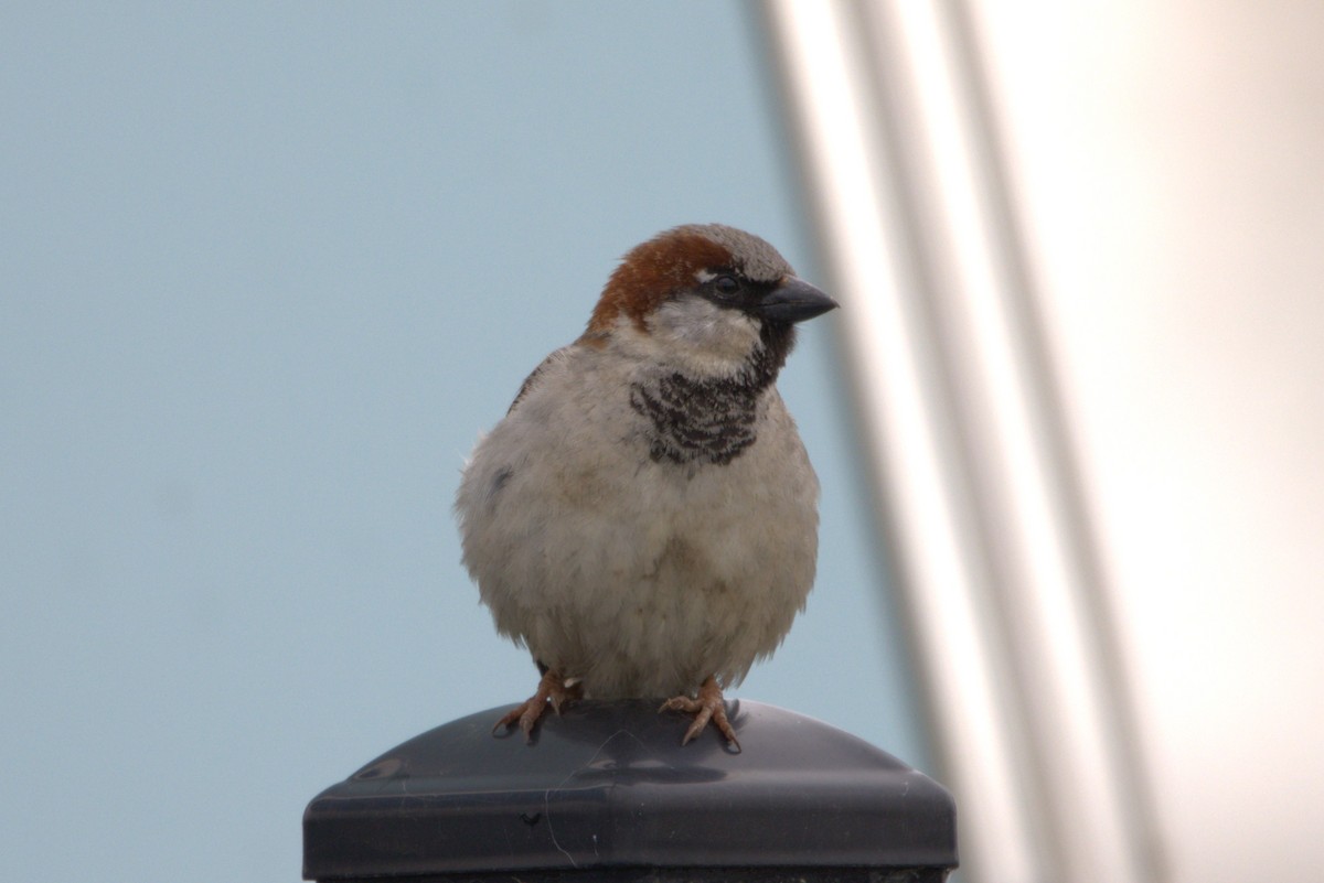 House Sparrow - Michel Marsan