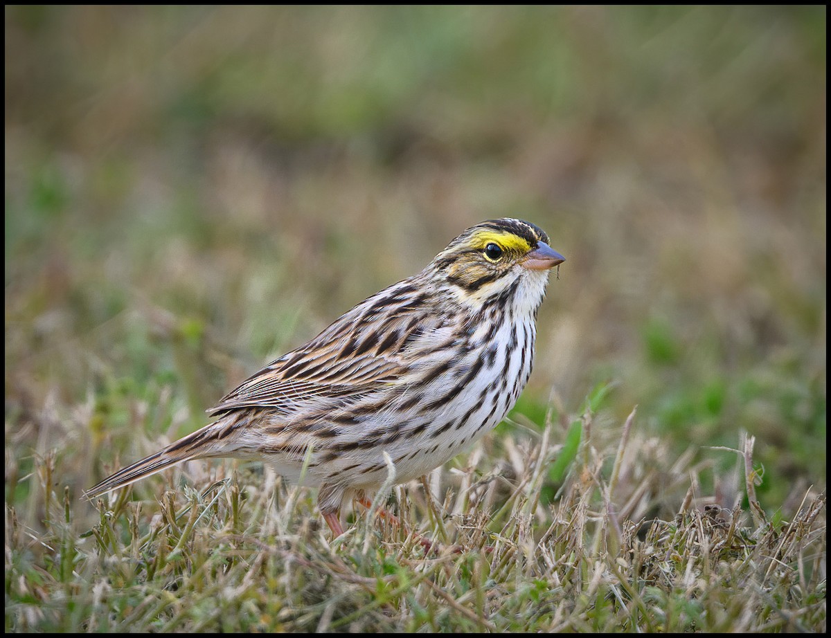 Savannah Sparrow - Jim Emery