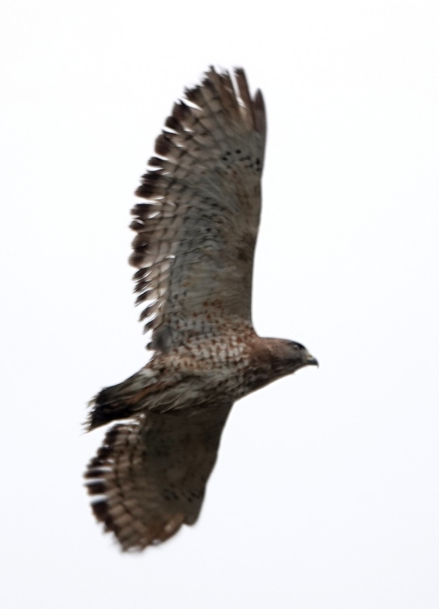 Broad-winged Hawk - ML618444767