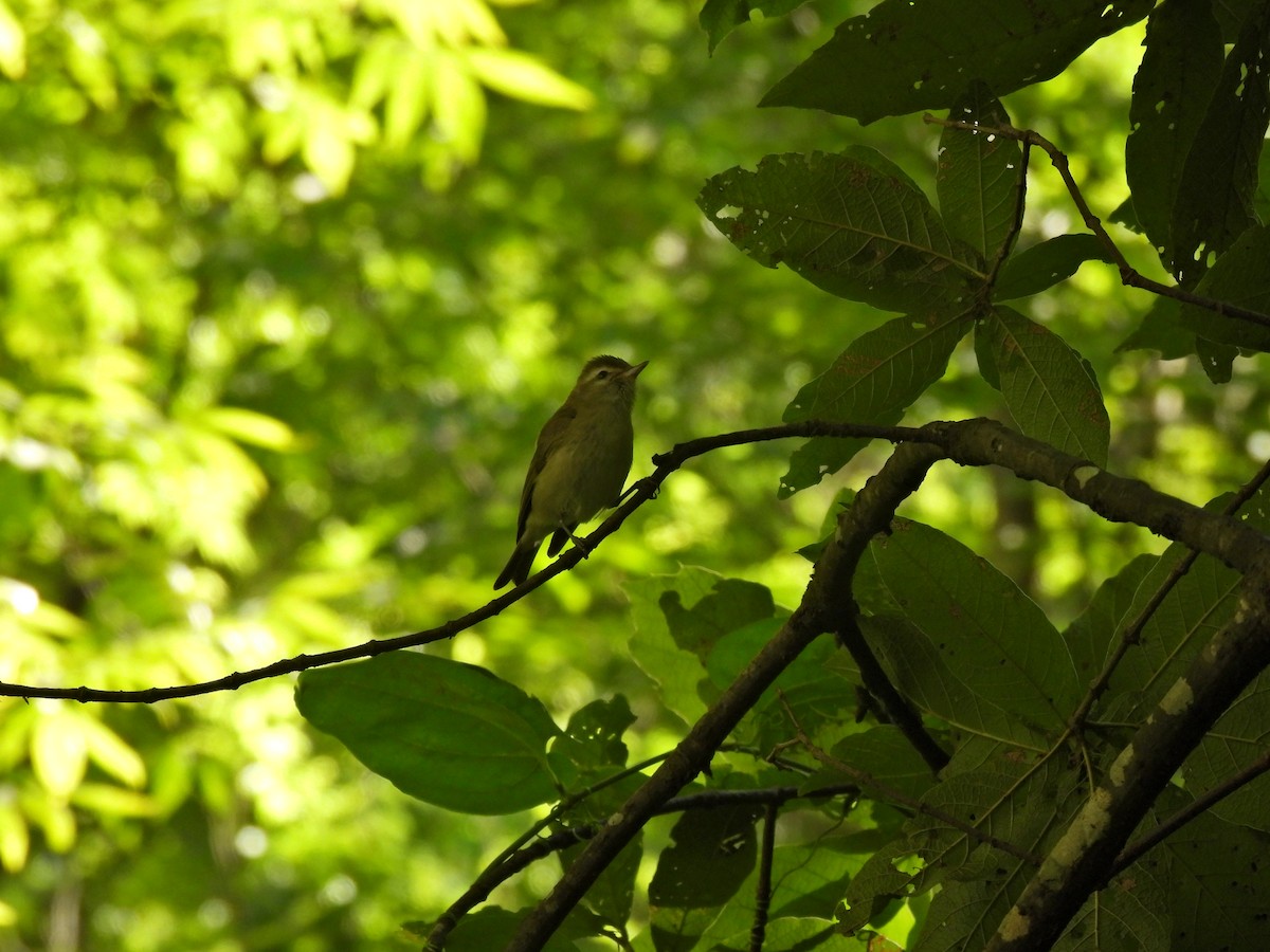 Brown-capped Vireo - ML618444776