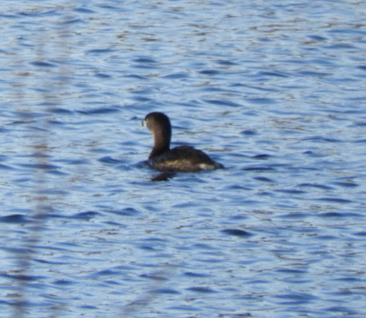 Pied-billed Grebe - ML618444781