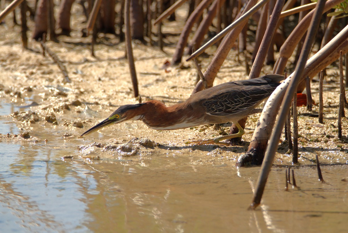 Green Heron - ML618444814