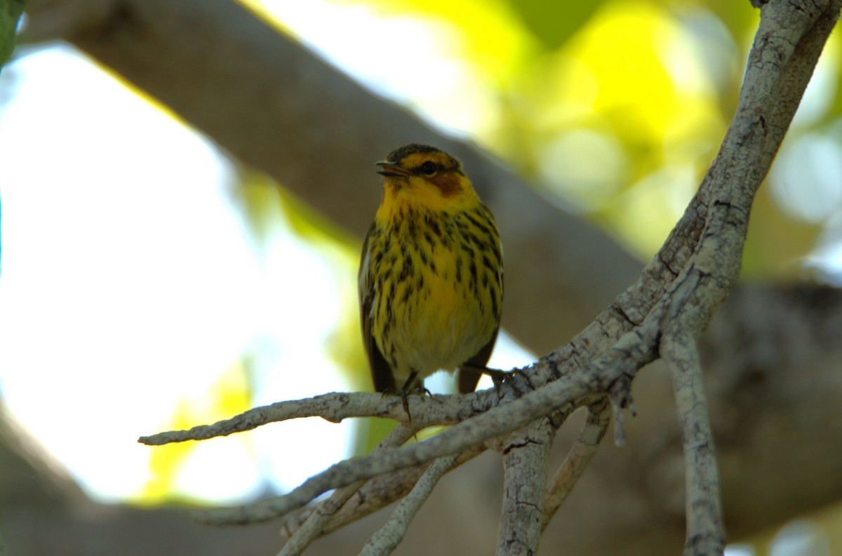 Cape May Warbler - ML618444823