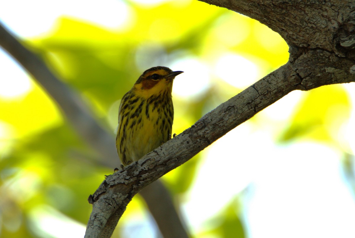 Cape May Warbler - ML618444824