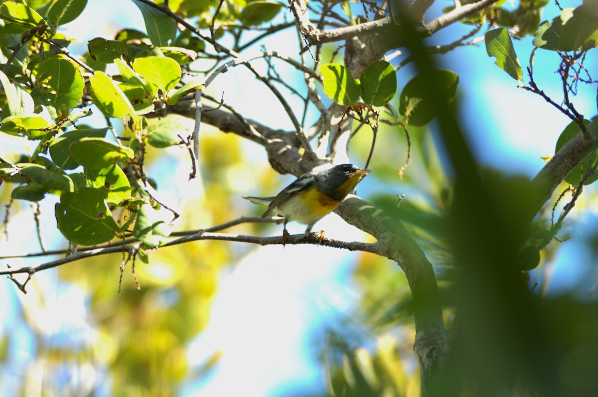 Northern Parula - ML618444826