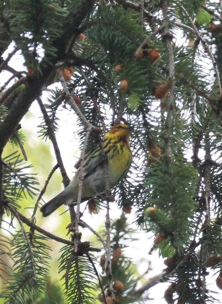 Cape May Warbler - ML618444831