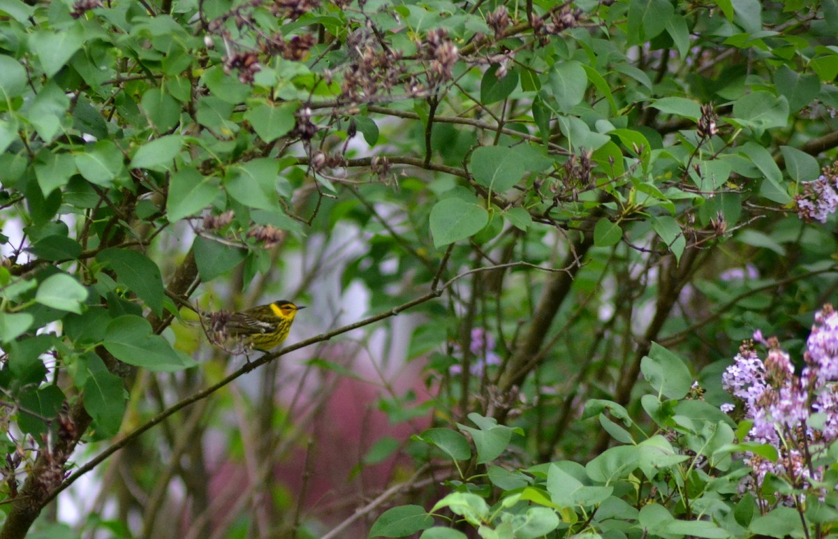 Cape May Warbler - Andrew Sidelinger