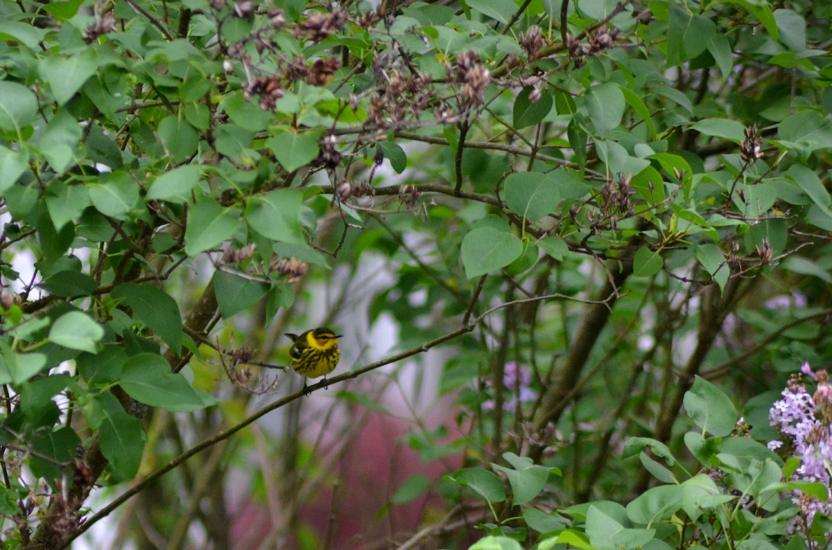 Cape May Warbler - ML618444835