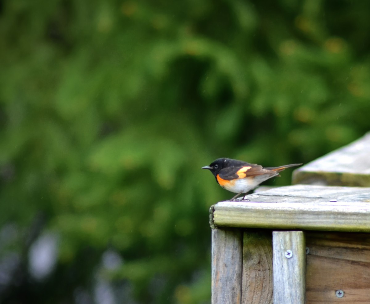 American Redstart - ML618444851